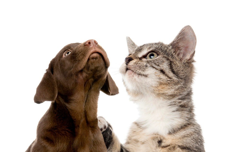 puppy-labrador-retriever-chocolate-european-shorthair-kitten-in-front-of-white-wall